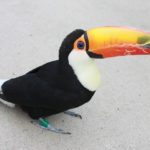 オオハシのアバター